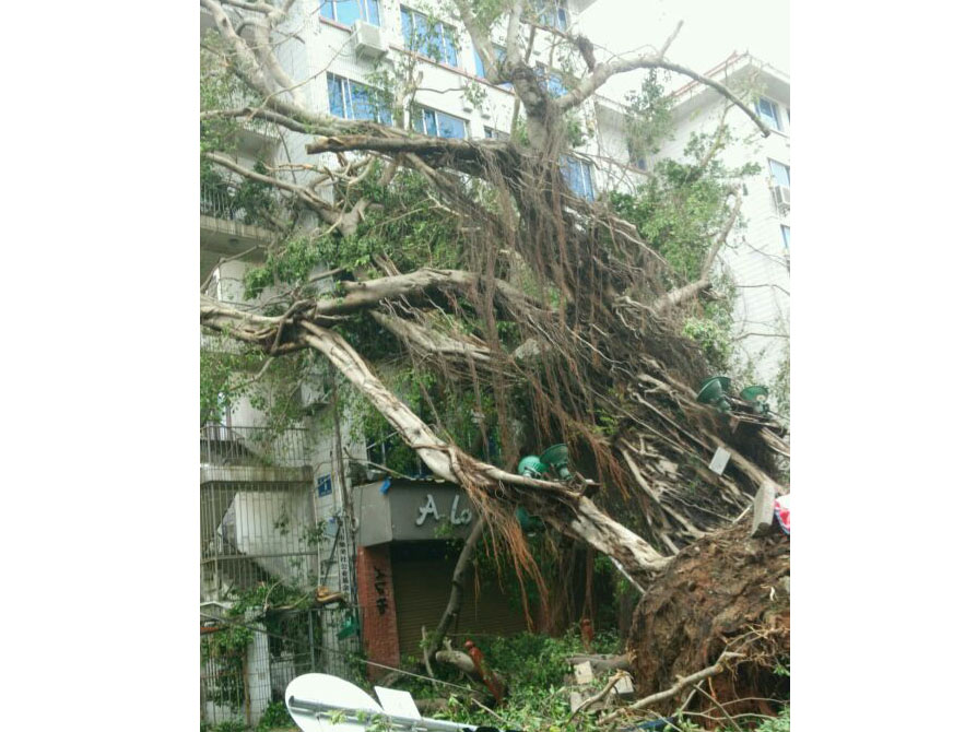 石鼓路大榕樹，在莫蘭蒂的吹襲中連根拔起2_集美石鼓路商圈