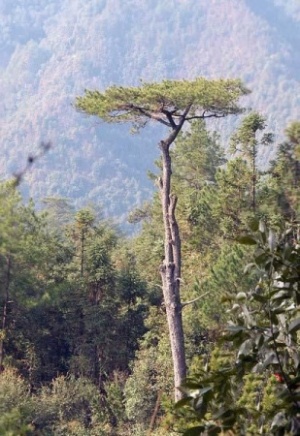 白馬山_松溪白馬山_白馬山