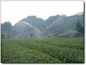 武夷巖茶大觀園_武夷山武夷巖茶大觀園_武夷巖茶大觀園