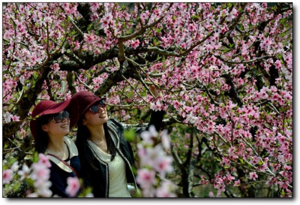 寧德虎頭村桃花_福安虎頭村桃花(福建寧德)_虎頭村桃花