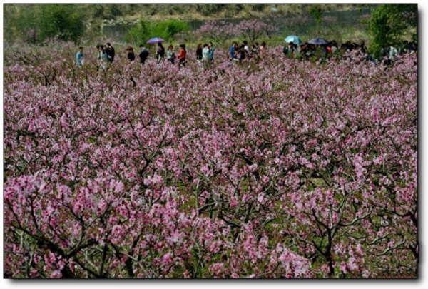 寧德虎頭村桃花_福安虎頭村桃花(福建寧德)_虎頭村桃花