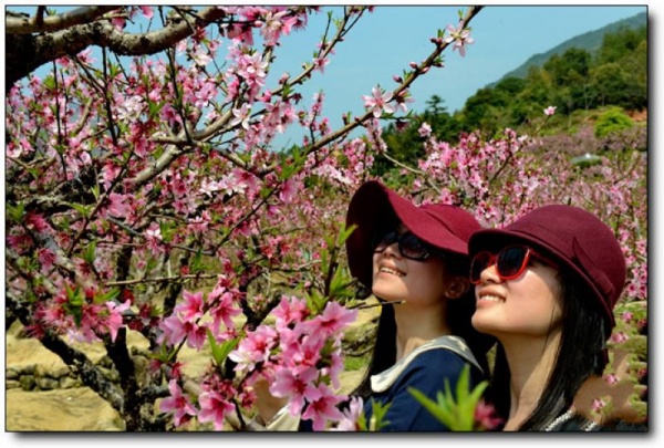 寧德虎頭村桃花_福安虎頭村桃花(福建寧德)_虎頭村桃花