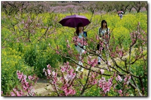 寧德虎頭村桃花_福安虎頭村桃花(福建寧德)_虎頭村桃花