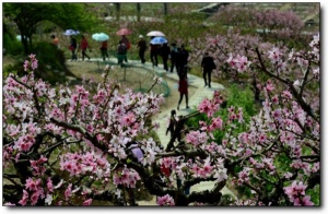 寧德虎頭村桃花_福安虎頭村桃花(福建寧德)_虎頭村桃花