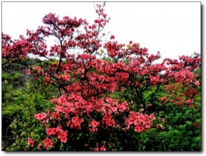 寧德白溪草場_古田白溪草場(福建寧德)_白溪草場