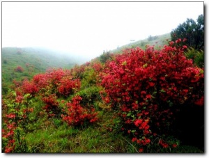 寧德白溪草場_古田白溪草場(福建寧德)_白溪草場