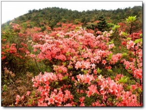 寧德白溪草場_古田白溪草場(福建寧德)_白溪草場