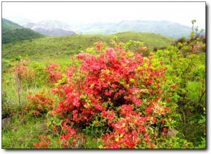 寧德高崗山_古田高崗山(福建寧德)_高崗山