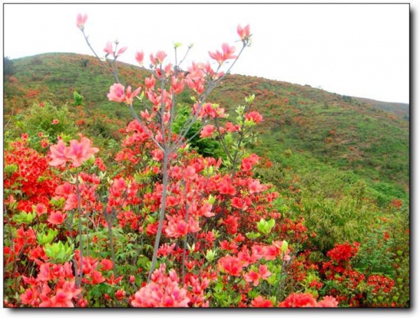 寧德第一旗山_蕉城第一旗山(福建寧德)_第一旗山