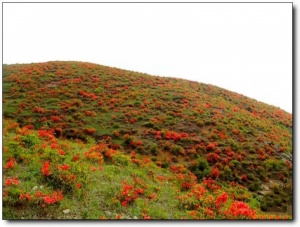 寧德第一旗山_蕉城第一旗山(福建寧德)_第一旗山