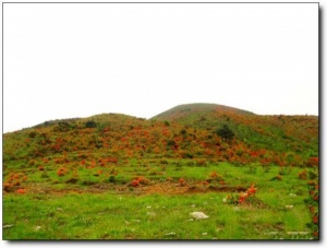 寧德第一旗山_蕉城第一旗山(福建寧德)_第一旗山