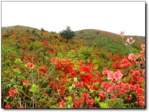 寧德第一旗山_蕉城第一旗山(福建寧德)_第一旗山