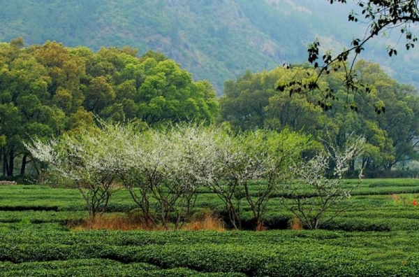 寧德霍童溪_蕉城霍童溪(福建寧德)_霍童溪