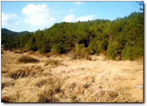 寧德仙山牧場_屏南仙山牧場(福建寧德)_仙山牧場