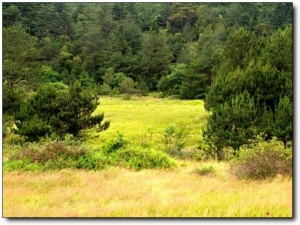 寧德仙山牧場_屏南仙山牧場(福建寧德)_仙山牧場