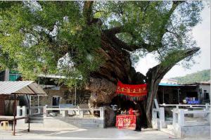 同安洪塘鎮郭山村[公婆樟] - 樹神 (1)_同安洪塘鎮郭山村公婆樟-樹神