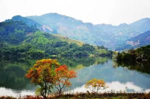 板頭深林公園 (1)_板頭深林公園