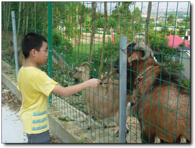 仙嶺孔雀園 (1)_集美仙嶺孔雀園