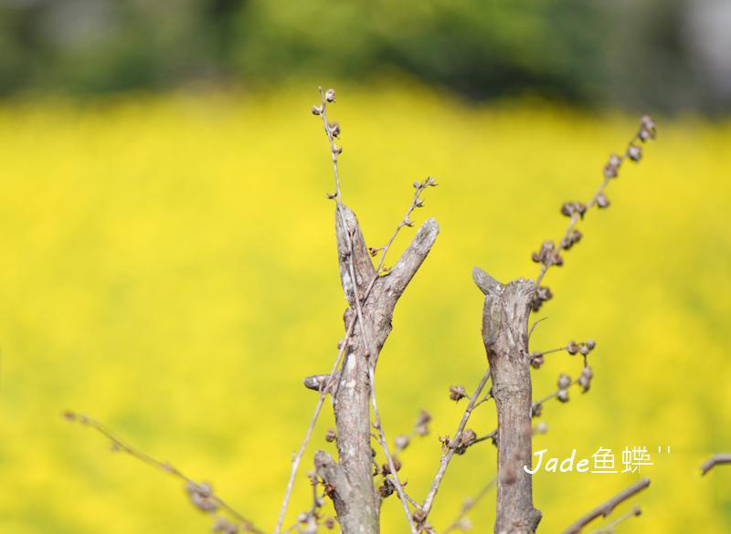 蔗內村油菜花田 (6)_蔗內村油菜花田