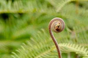 蔗內村油菜花田 (3)_蔗內村油菜花田