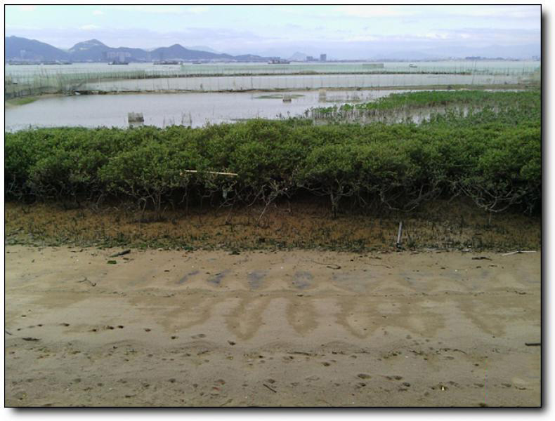 鱷魚嶼 (6)_鱷魚嶼