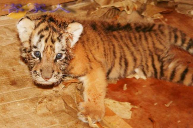 東湖動(dòng)物園 (6)_東湖動(dòng)物園