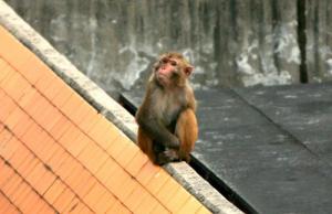 東湖動物園 (2)_東湖動物園