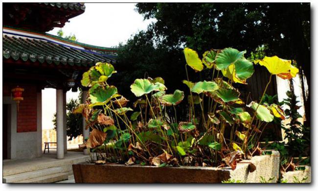 鯉城承天寺 (6)_鯉城承天寺