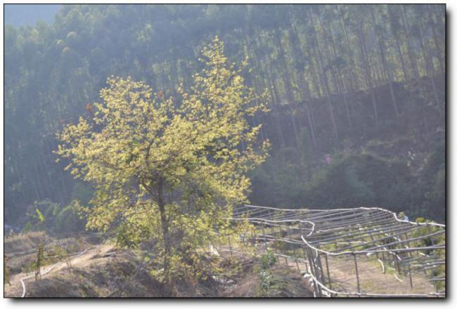 南安南安玫瑰小鎮(zhèn) (3)_南安玫瑰小鎮(zhèn)