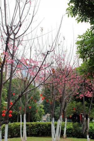 龍文九龍公園 (2)_龍文九龍公園