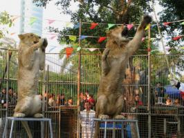 薌城漳州動物園 (6)_薌城漳州動物園