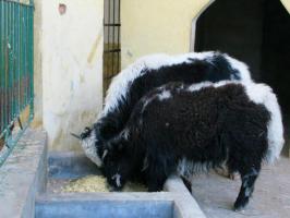 薌城漳州動物園 (1)_薌城漳州動物園