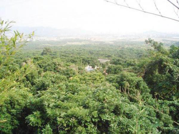 長樂青山貢果生態(tài)園_長樂青山貢果生態(tài)園