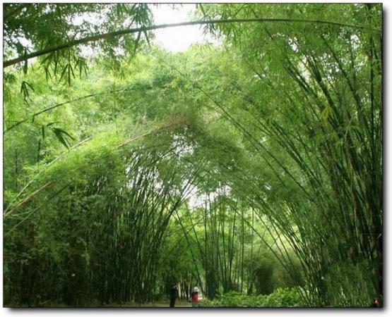 晉安國(guó)家森林公園 (6)_晉安國(guó)家森林公園