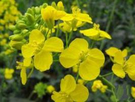 閩侯梧桐下村油菜花田 (2)_閩侯梧桐下村油菜花田