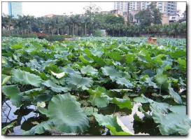 臺江茶亭公園 (3)_臺江茶亭公園