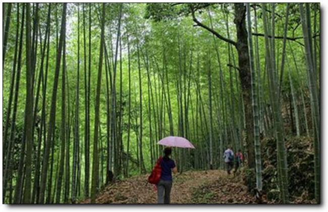 上杭馬頭山寺 (1)_上杭馬頭山寺