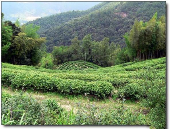 新羅云頂茶園 (1)_新羅云頂茶園