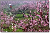 寧德虎頭村桃花_福安虎頭村桃花(福建寧德)_虎頭村桃花