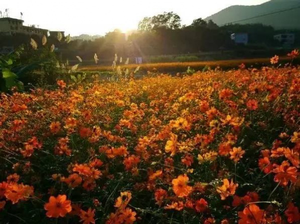 廈門春節賞花攻略在這！被問了幾萬遍，收藏好一個個玩過去~