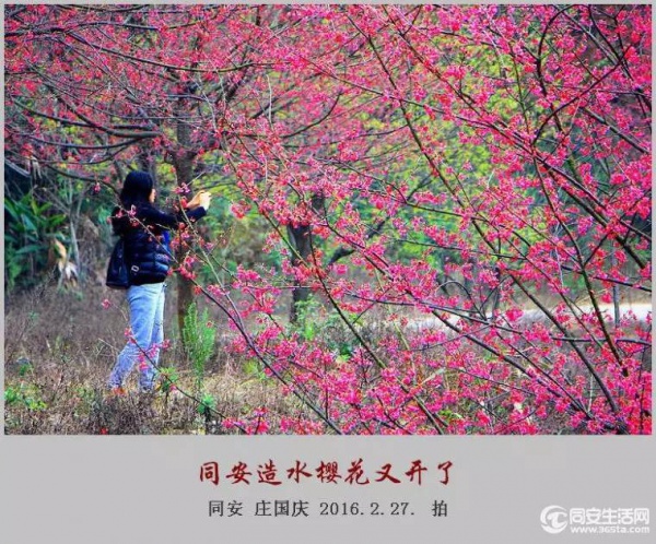 同安造水櫻花又開了！櫻花、梨花一起來！