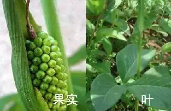 廈門人注意！春天這些野菜不是想吃就能吃!