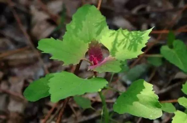 廈門人注意！春天這些野菜不是想吃就能吃!