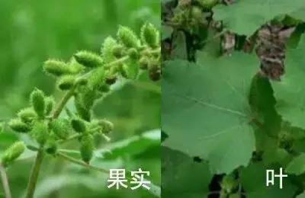 廈門人注意！春天這些野菜不是想吃就能吃!