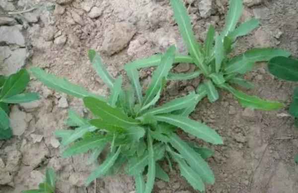 廈門人注意！春天這些野菜不是想吃就能吃!