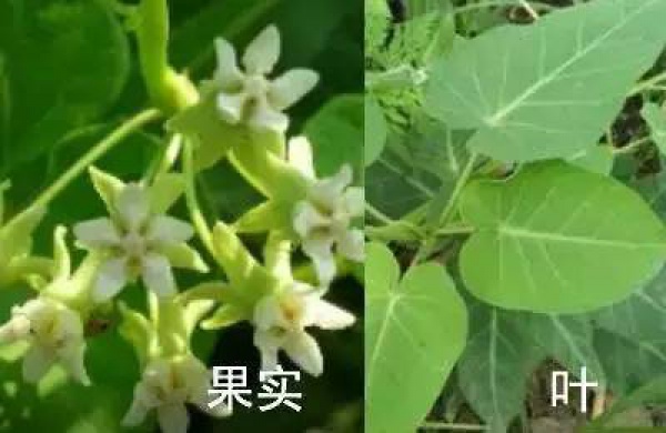 廈門人注意！春天這些野菜不是想吃就能吃!