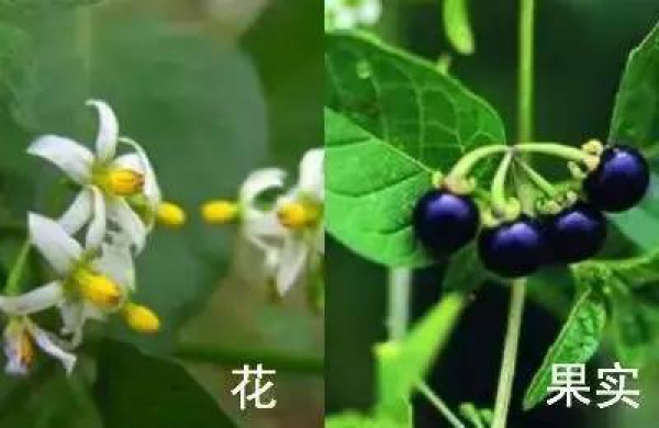 廈門人注意！春天這些野菜不是想吃就能吃!