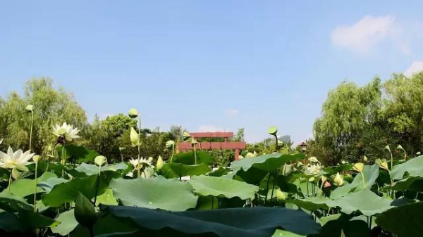 你久等的“夏雨荷”明天終于露面，園博苑走起！