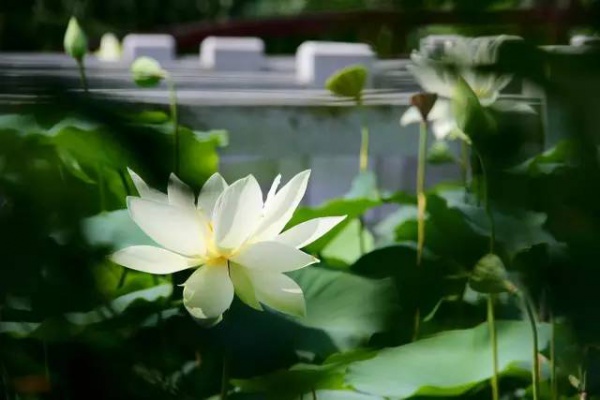 你久等的“夏雨荷”明天終于露面，園博苑走起！