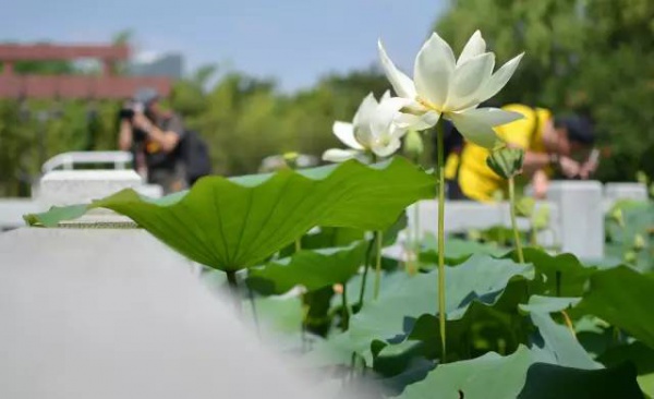 你久等的“夏雨荷”明天終于露面，園博苑走起！